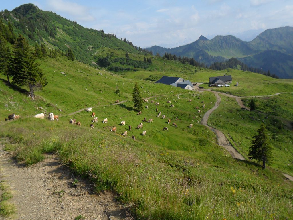 Alpe Gävis