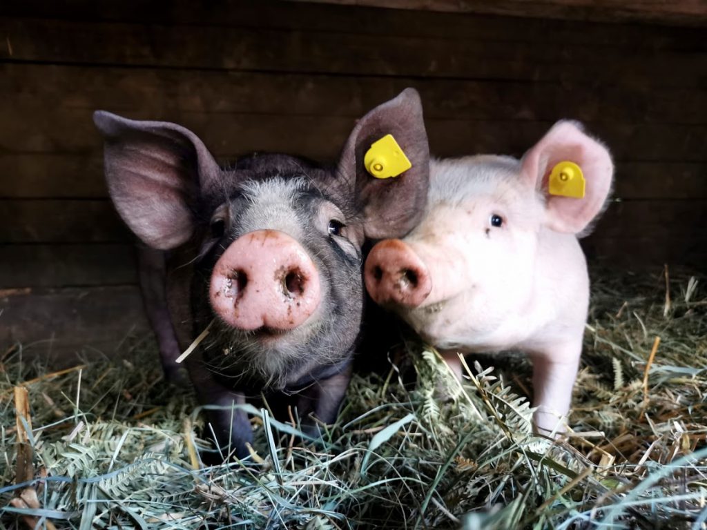 Schweine