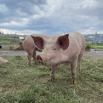 Alpschweine