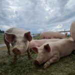 Alpschweine