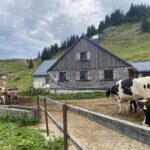 Alpe Gävis